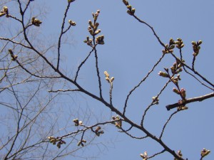 2009年3月20日の桜のつぼみ