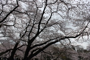 井の頭公園の桜（2010年4月4日）