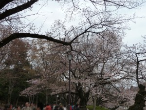 2011年4月3日（日）の桜