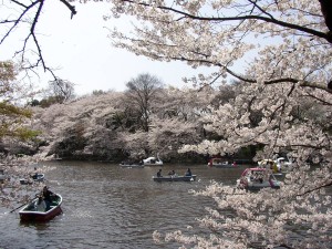 満開の井の頭公園の桜