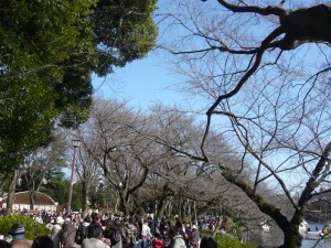 2009年3月15日の井の頭公園の桜