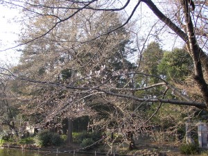 2009年3月20日の井の頭公園の桜