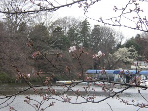 2009年3月22日の井の頭公園の桜