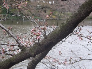 2009年3月22日の桜のつぼみ