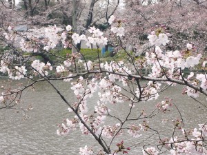 2009/03/29の井の頭公園の桜
