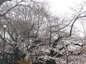 2009/03/29の井の頭公園の桜