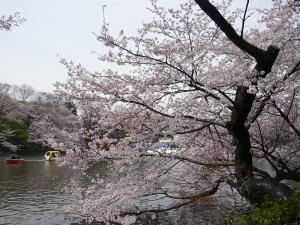 2009年4月5日の井の頭公園の桜