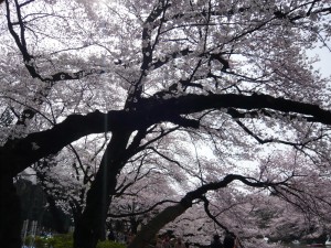 2009年4月5日の井の頭公園の桜