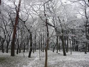 雪化粧をした井の頭公園