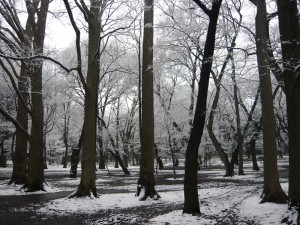 雪化粧をした井の頭公園