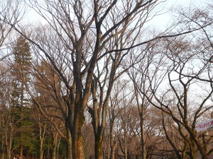 井の頭公園（2010/03/22）