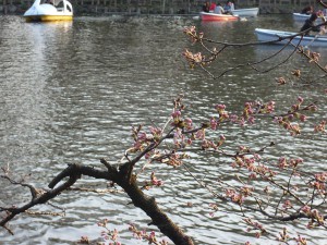 井の頭公園の桜（2010/03/22）