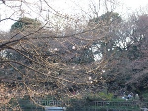 井の頭公園の桜（2010/03/22）