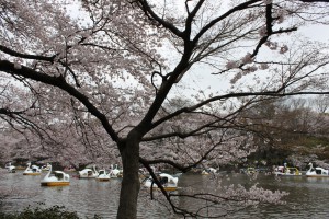 井の頭公園の桜（2010年4月4日）