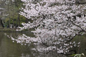 井の頭公園の桜（2010年4月4日）