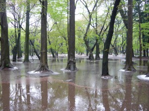 散った桜の花びらと、水たまりと、雪