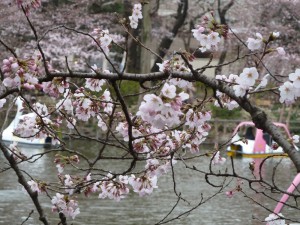 2011年4月3日（日）の桜