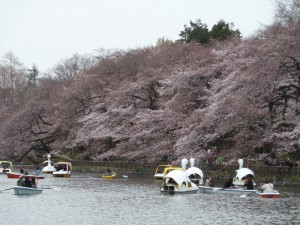 2011年4月3日（日）の桜。橋の上から
