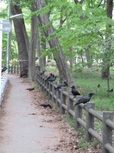 井の頭恩賜公園で、カラス