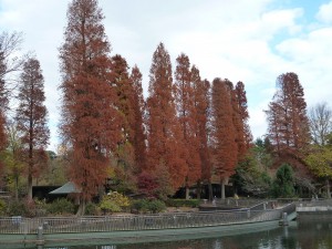 井の頭公園の紅葉2013