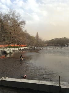 井の頭池のかいぼり