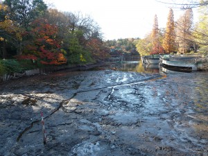 かいぼり27の弁天池@都立井の頭恩賜公園